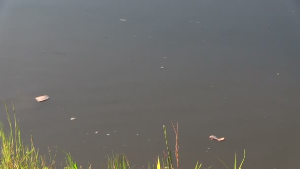 Kapr (Cyprinus carpio) sníst krajíc chleba na hladině rybníka — Stock video