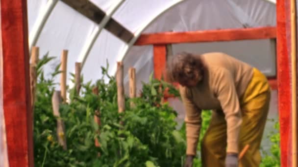 La abuela en el invernadero examina las flores de los tomates — Vídeo de stock