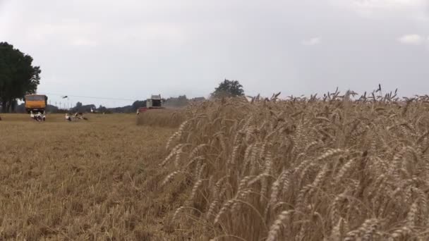 Drescher ernten und Storchenvögel fliegen. Schwerpunktwechsel — Stockvideo