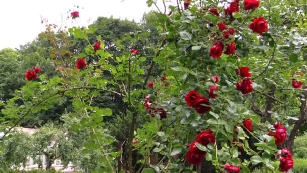 Grote roze bloem bush en zwangere vrouw gooien rozenblaadjes — Stockvideo