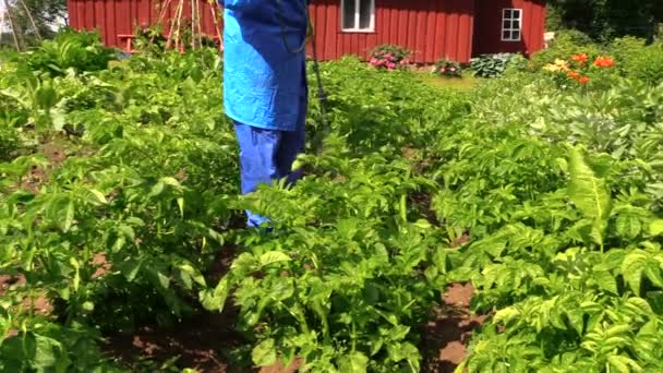 Jordbrukaren spray gödselmedel på potatis för bättre tillväxt — Stockvideo