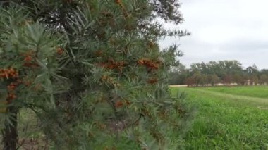 Cehri ağaç dalı ile sarı çilek portre.