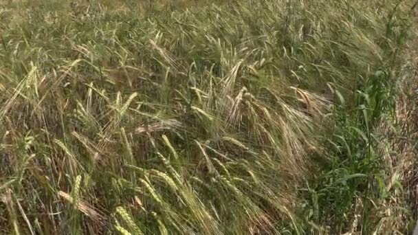 成熟的大麦宝玉植物作物耳朵移动在风中 — 图库视频影像