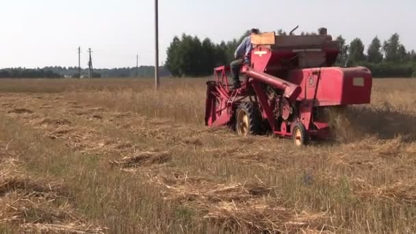 Mittlere Landarbeiter ernten Weizenpflanzen mit rotem Mähdrescher — Stockvideo