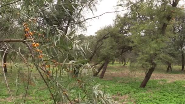 Buckthorn κλαδί δέντρου με κίτρινο berry κινούνται στον άνεμο. — Αρχείο Βίντεο