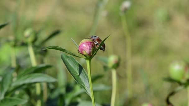 Májusi cserebogár ül a bogár mászik kis hangyák piros pünkösdi rózsa-bud — Stock videók