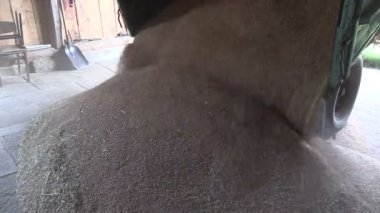 Olgun hasat tahıl tahıl gelen kamyon römork boşaltın. Statik
