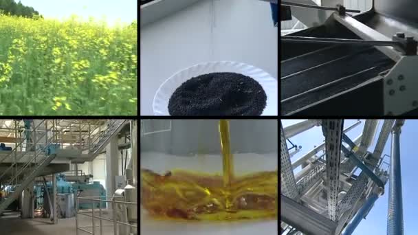 Florece la planta. Producción de biocombustibles de aceite de semilla de colza. Filmación collage . — Vídeos de Stock