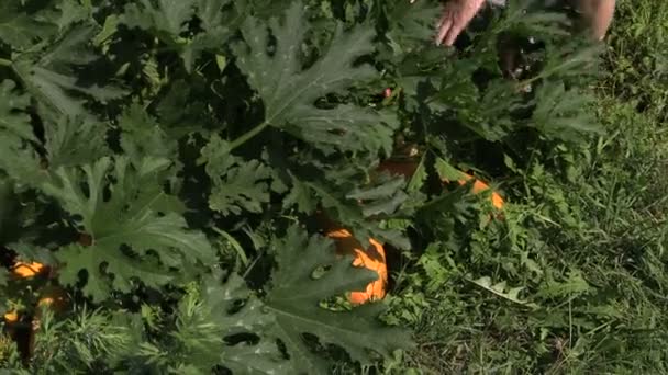 Recogida a mano calabacín vegetal amarillo maduro en el jardín del pueblo . — Vídeo de stock