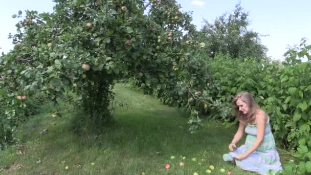 Вагітна жінка збирає стиглі яблучні фрукти в саду — стокове відео