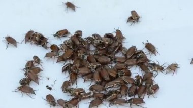 Beyaz yüzey çok kahverengi coleopteran hata tarar