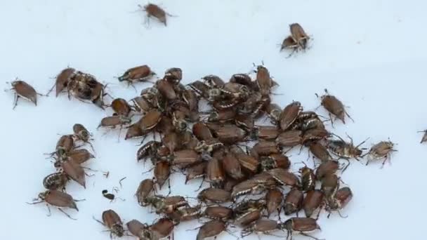 Superficie blanca arrastra muchos insectos coleópteros marrones — Vídeo de stock