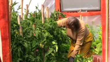 Eski üst düzey kadın diz bakım domates bitkileri sera içinde