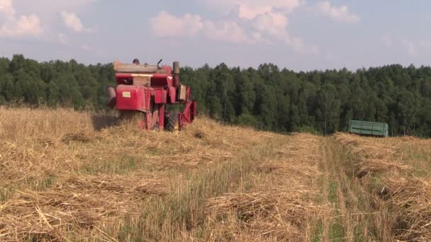 Cosechadora agrícola corta campo de grano de trigo maduro — Vídeo de stock