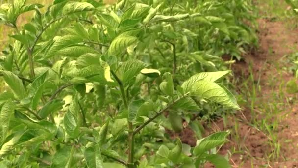 La planta de papa se balancea en el viento. Agricultura y cosecha . — Vídeo de stock