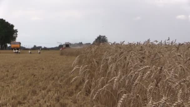 Ears move in wind and combine on cloudy day. Focus change — Stock Video