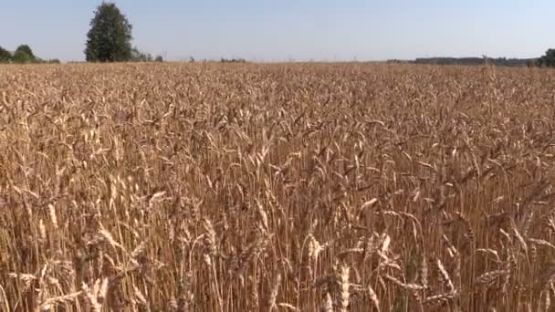 Ripe wheat plant crop ears grow in field. Left side sliding — Stock Video