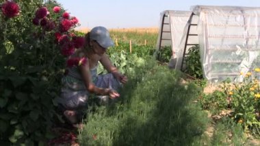 Bahçıvan kadın almak sağlıklı doğal dereotu bitkiler Eko bahçede