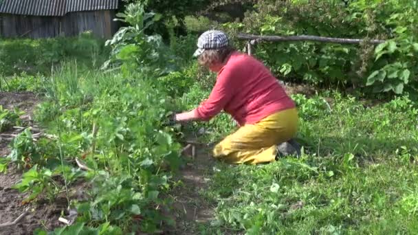 Senior vrouw aardbei zaailing onkruid en eten rode rijpe bes — Stockvideo