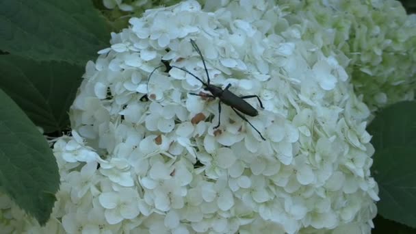 Чорний жук з довгими вусами ходить по квітковому білому цвіту — стокове відео