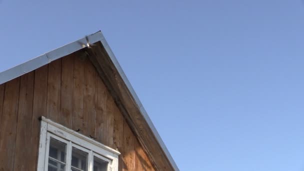 马丁 martlet 鸟飞，生活在房子屋顶角落下 — 图库视频影像