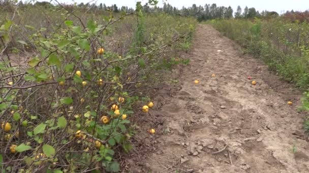 (Chaenomeles) kweepeer plant met gele rijp fruit groeien in boerderij — Stockvideo