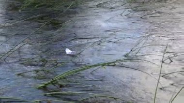 Doğada bulrush üzerinde akış akışı gelgit beyaz kağıt tekne