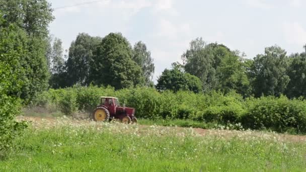 Sways white meadow flowers old red tractor harrow the ground — Stock Video