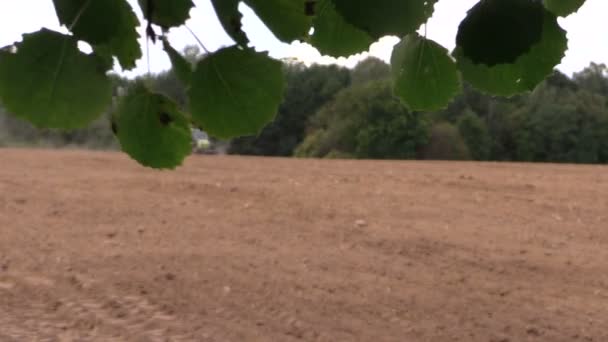 Le foglie di rampicante rampicante variopinte crescono in giardino botanico — Video Stock