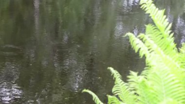 Büyük yüzey üretmek yağmur büyük banka su ripples