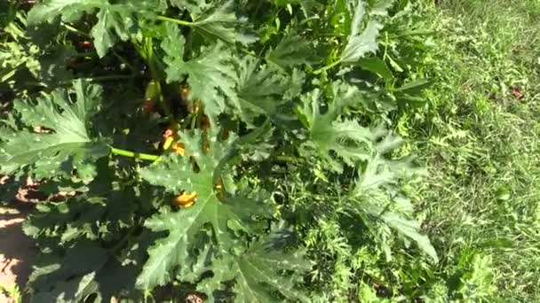 Gelbe Zucchini mit grünen Blättern im Gemüsegarten — Stockvideo