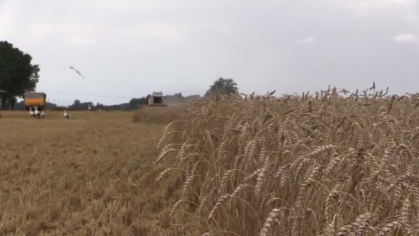 Συνδυάζουν αλωνιστής συγκομιδή σιταριού και πελαργός πετούν πουλιά. Εστίαση αλλαγής — Αρχείο Βίντεο