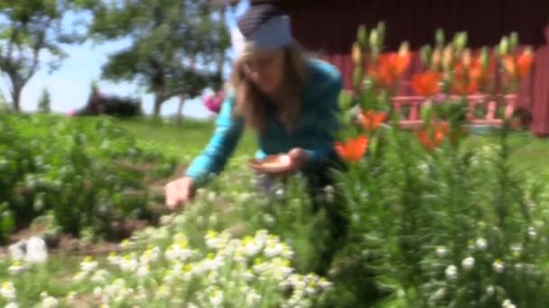 Girl reap organic domestic camomile near lily bush, focus change — Stock Video