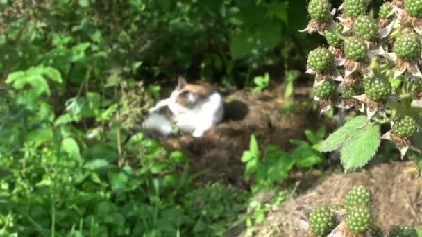 Černá ježiník berry a roztomilý mourovatá kočka mýt sama na slunci — Stock video