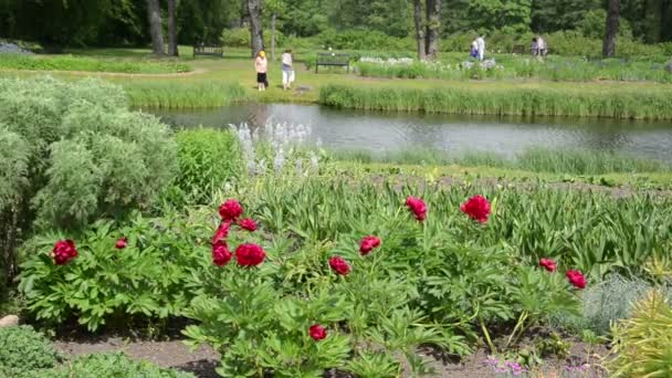 Early peony flowers move in wind near lake and people in park — Stock Video