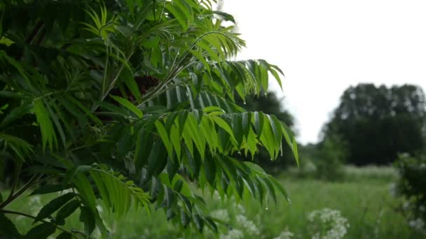 Jardín árbol decorativo en la lluvia — Vídeos de Stock