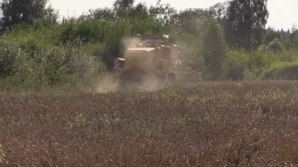 Modern machinery harvest wheat grain field near forest — Stock Video