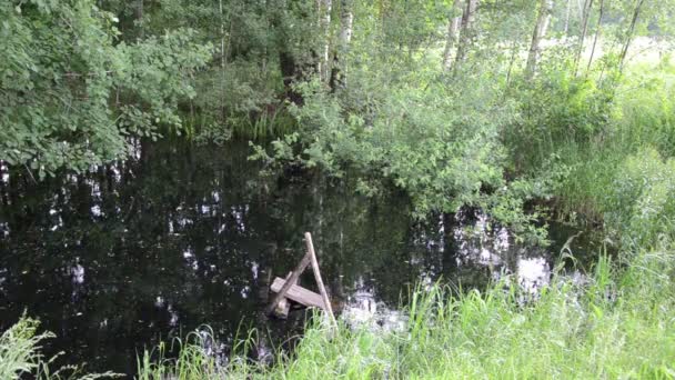 Regnar på gräs och buskar övervuxen dammarna — Stockvideo