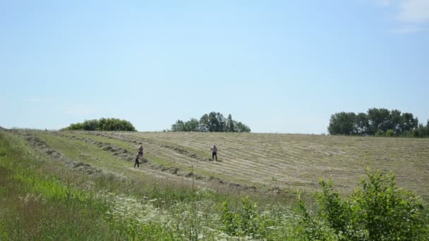 Mannen half kleedde handmatige hark hay in rurale landbouw veld — Stockvideo