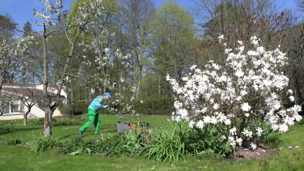 Man mow lawn between white blooms in spring. 4K — Stock Video