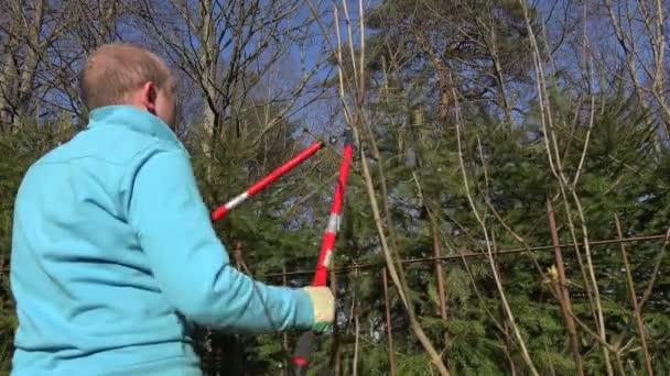 Tuinman man trimmen fir tree hedge met rode schaar. 4k — Stockvideo