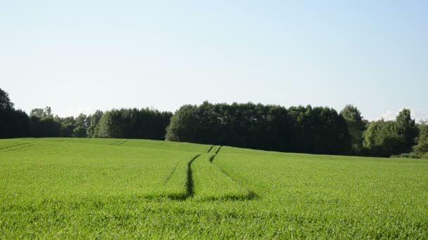 ゆっくりと風で作物の穀物収穫トラクター痕跡をスイングします。 — ストック動画