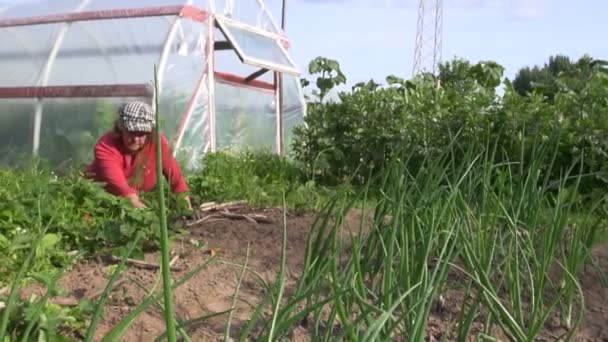 Boer senior vrouw onkruid aardbei plant in de buurt van tuin broeikasgassen — Stockvideo