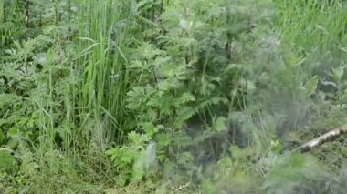 düzeltici mow adamla portre üzerinde yağmur sonra otlar trim