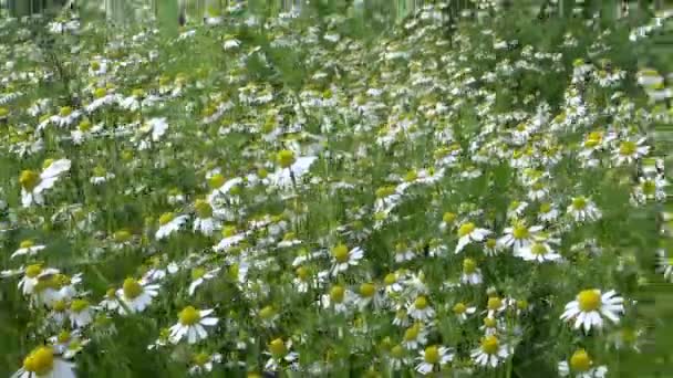 Kamille bloem. Alternatieve geneeskunde ingrediënt groeien in tuin — Stockvideo