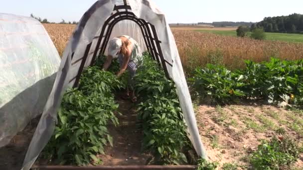 Gravid kvinna samla mogen peppar paprika plantor i växthuset — Stockvideo