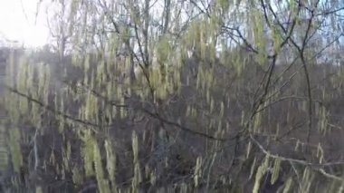 Ela kedicik ağaç kütükler. Su akışı tahammül. El vurdu. 4k
