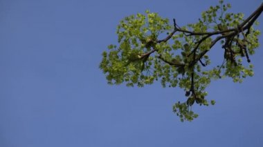 Çiçekli mavi gökyüzü arka plan üzerinde eski Akça ağaç dalı. 4k