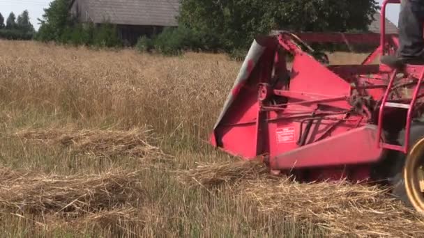 Retro combine harvester trash ripe grain field in summer — Stock Video
