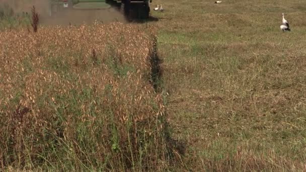 Piante secche di piselli e macchine per la raccolta dei rifiuti campo agricolo — Video Stock